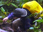 Auyantepuy in the haert of the Gran Sabana